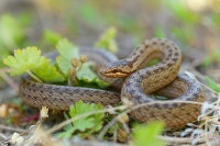 Uzovka hladka - Coronella austriaca - Smooth Snake 5639